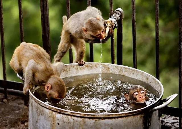 Monkeys take refuge from the heat with a dip in a cool pan of water  near Jammu, India on May 25, 2012