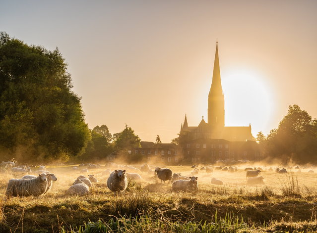 Sheep among the morning mist in the Harnham Water Meadows under the 123m spire of Salisbury Cathedral on August 29, 2024. Most of Britain can expect a warm and dry weekend. (Photo by South West News Service)