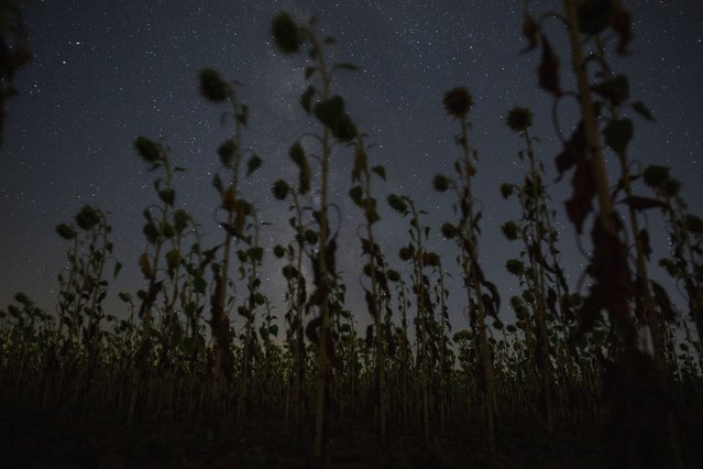 The Perseid meteor shower in Sahagún, Castile and León, Spain on August 12, 2024. (Photo by Luis Soto/ZUMA Press Wire/Rex Features/Shutterstock)