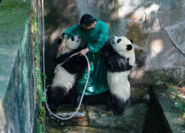 Twin giant pandas are cooled off with water at Chongqing Zoo on July 26, 2022 in Chongqing, China. Chongqing Zoo tries to keep giant pandas cool in summer. (Photo by Liu Li/VCG via Getty Images)