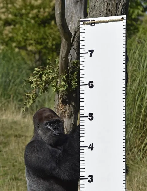 “Kimbuka”, a western lowland gorilla stands by a height chart that was placed in his enclosure at London Zoo in London August 21, 2014. The annual weigh-in which includes waist and height measurements is conducted for the general wellbeing of the animals, and to help detect pregnancies of endangered species as part of the Zoo's international breeding programmes. (Photo by Toby Melville/Reuters)
