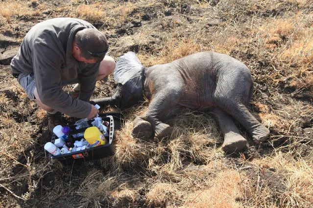 In this Tuesday July 12, 2016 photo, a veterinarian checks the health of a baby elephant in Lilongwe, Malawi, after being immobilized by darts fired from a helicopter, in the first step of an assisted migration of 500 of the threatened species. (Photo by Tsvangirayi Mukwazhi/AP Photo)