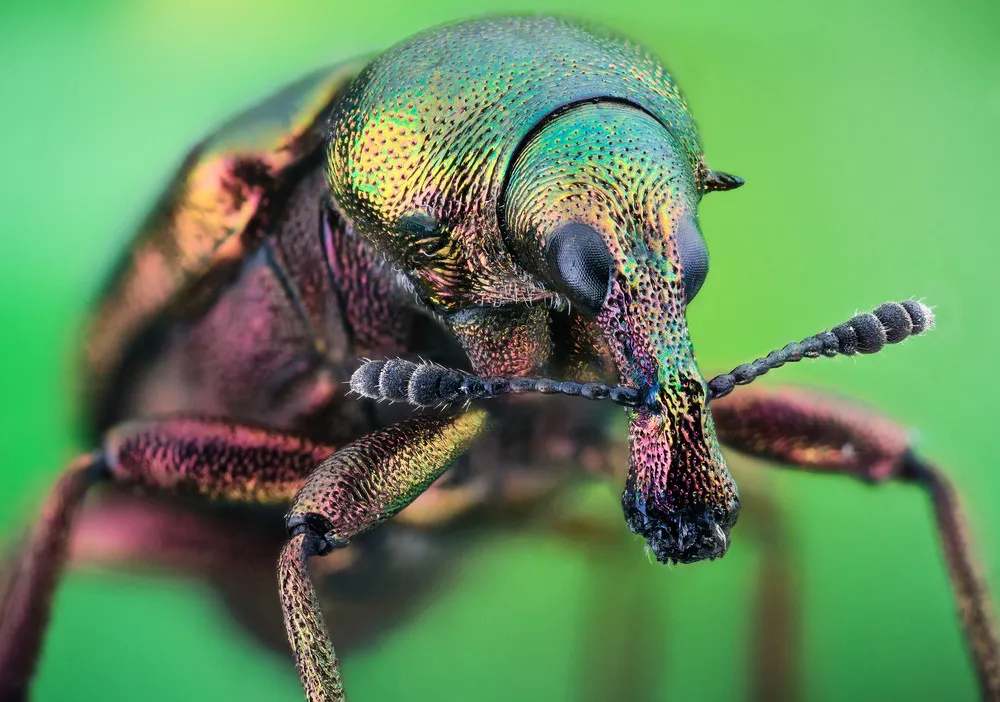 Minimonsters of John Hallmén. Part II