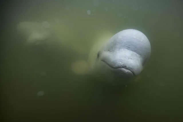 Beluga whales are photographed underwater in the murky waters of the Churchill River near Hudson Bay outside Churchill, northern Canada on August 5, 2022. Under the slightly murky surface where the waters of the Churchill River meet Hudson Bay, the belugas have a great time under the amazed eye of tourists, several thousand of whom come every year to the small town of Churchill in northern Manitoba to observe them. In August, at the mouth of the Churchill River, in this area at the gateway to the Canadian Arctic, which is warming three to four times faster than the rest of the planet, temperatures fluctuate between 10 and 20°. (Photo by Olivier Morin/AFP Photo)