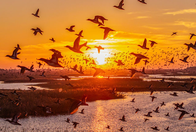 A large flock of birds flies at sunrise over Hongze Lake Wetland National Nature Reserve in Suqian, Jiangsu province, China, on November 7, 2024. (Photo by Costfoto/NurPhoto/Rex Features/Shutterstock)