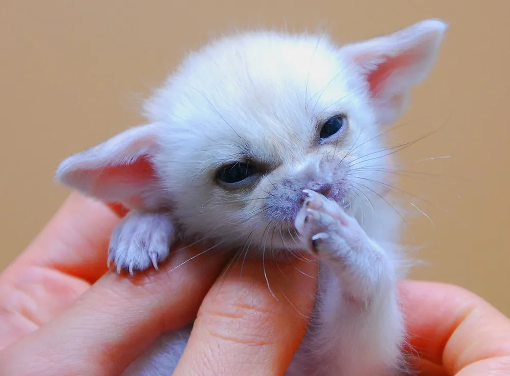 Fennec Fox