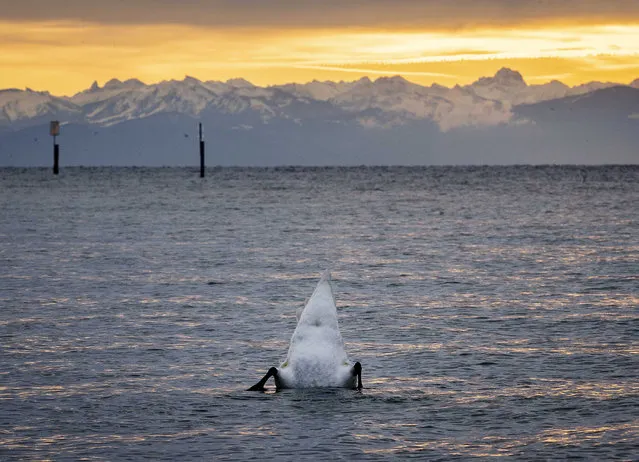 A swan dives in Lake Constance with the Swiss Alps in the background before sunrise in Constance, Germany, Thursday, November 14, 2019. (Photo by Michael Probst/AP Photo)
