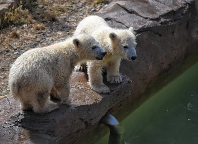 Two of the Polar bear triplets born last December are seen at the “Marineland” theme park in Antibes City, south France, on May 14, 2020. (Photo by Chine Nouvelle/SIPA Press/Rex Features/Shutterstock)