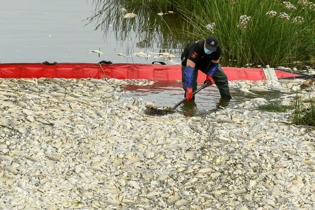 Dead fish are removed from the Oder river at a mobile catch basin, as water contamination is believed to be the cause of a mass fish die-off, by the German border, in Krajnik Dolny, Poland, August 13, 2022. (Photo by Annegret Hilse/Reuters)