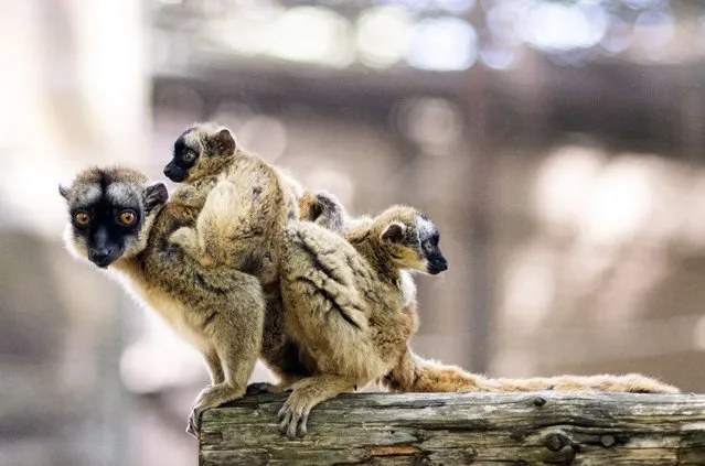 Five-week-old yellow-bearded lemur twins cling onto their mother in their enclosure in Nyiregyhaza Animal Park in Nyiregyhaza, 227 kms east of Budapest, Hungary, 02 June 2020. In Hungary these rare lemur species live only in the Nyiregyhaza Animal Park. (Photo by Attila Balazs/EPA/EFE)