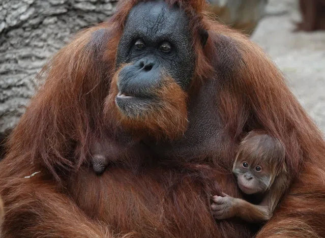 Sumatran orangutan mother Toba with her newborn offspring at Hagenbeck Zoo in Hamburg, Germany on June 6, 2020. (Photo by Action Press/Rex Features/Shutterstock)