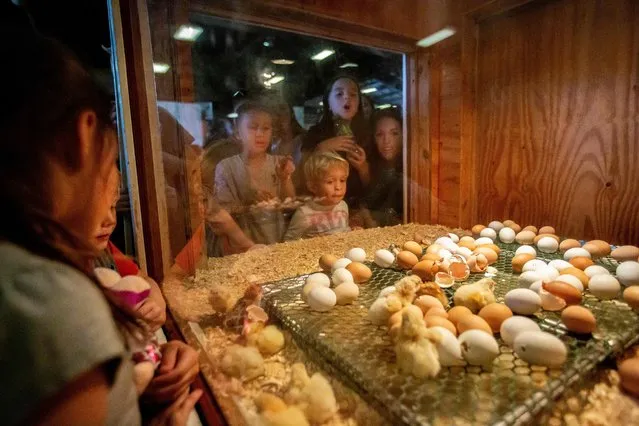People watch chicks being born at the North Carolina State Fair October 16, 2022, in Raleigh, North Carolina. The North Carolina State Fair is held annually in Raleigh, North Carolina. Founded in 1853, the fair is organized by the North Carolina Department of Agriculture and Consumer Services and is the largest 11-day event in North Carolina, attracting more than 800,000 attendees annually. (Photo by Allison Joyce/AFP Photo)