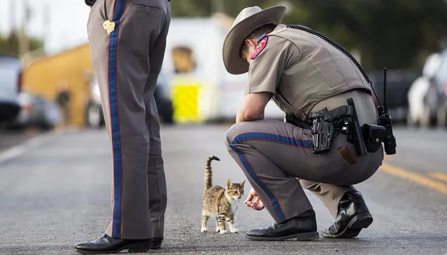 A Texas state trooper pets a cat outside the First Baptist Church in Sutherland Springs, Texas, on Monday, November 6, 2017, the day after a gunman killed more than two dozen people who were attending a church service there. (Photo by Nick Wagner/Austin American-Statesman via AP Photo)
