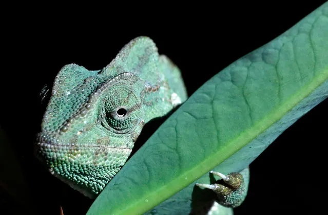 A Yemen chameleon walks on tree leaves at a house in Sana’a, Yemen, 17 October 2022. The veiled chameleon (Chamaeleo calyptratus) is native to the Arabian Peninsula in Yemen and Saudi Arabia and can live up to five years. The Yemen chameleon is naturally a light and bright green most of the time, simulating bright foliage. Chameleons are famous for their color-changing abilities. (Photo by Yahya Arhab/EPA/EFE)