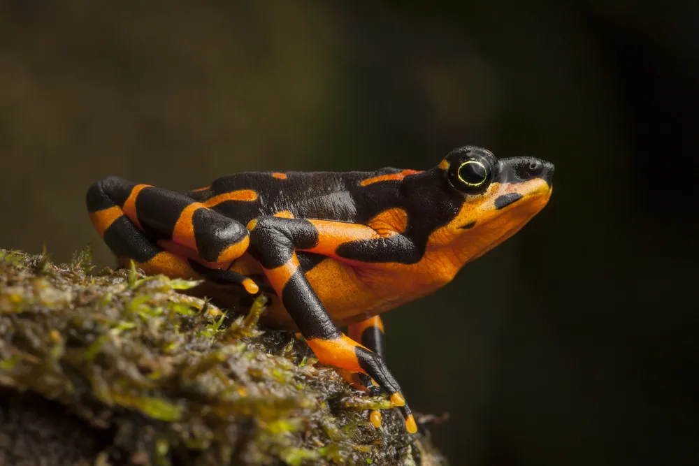 Rare Species of Amphibians Re-discovered