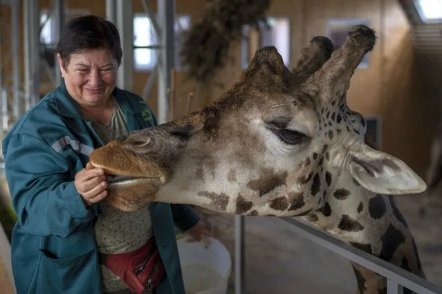 Zoo worker Svitlana Shmaldii feeds a giraffe at Mykolaiv Zoo, Ukraine on Wednesday, October 26, 2022. “I go to work at the Zoo every day, despite the sirens and the sounds of explosions, it's scary, but who will look after the animals?” Svitlana said to the Associated Press. (Photo by Emilio Morenatti/AP Photo)
