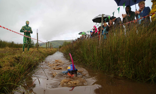 A competitor takes part in the World Bog Snorkelling Championships in Waen Rhydd peat bog at Llanwrtyd Wells, south Wales on August 28, 2016. Entrants must negotiate two lengths of a 60-yard trench through the peat bog in the quickest possible time without using any conventional swimming strokes. (Photo by Geoff Caddick/AFP Photo)