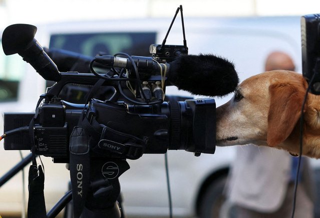 A member of the security personnel holds a dog near a camera, on the day delegates discuss future of stalled peace talks over the divided island of Cyprus at the United Nation in Geneva, Switzerland, on March 18, 2025. (Photo by Pierre Albouy/Reuters)