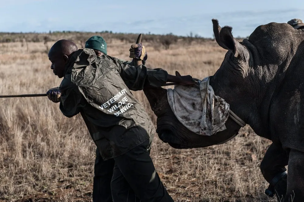 South African Rhinos Relocated to Escape Poachers