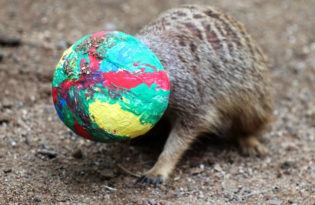 A meerkat tries to rescue its head from a huge Easter Egg after crawling into the egg filled with mealworms during feeding time at the Zoom world of experience zoo in Gelsenkirchen, Germany on April 15, 2025. (Photo by Wolfgang Rattay/Reuters)