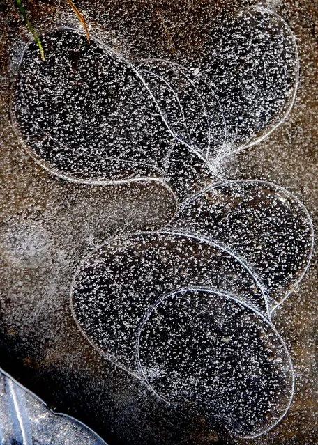 Small frozen air bubbles are trapped in the surface of a frozen lake at Hebburn, England on February 3, 2012. (Photo by Scott Heppell/Associated Press)
