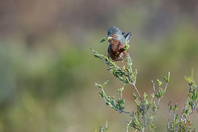 A dartford warbler at Thursley common in Elstead, Surrey. (Photo by James Jagger/Alamy Live News)