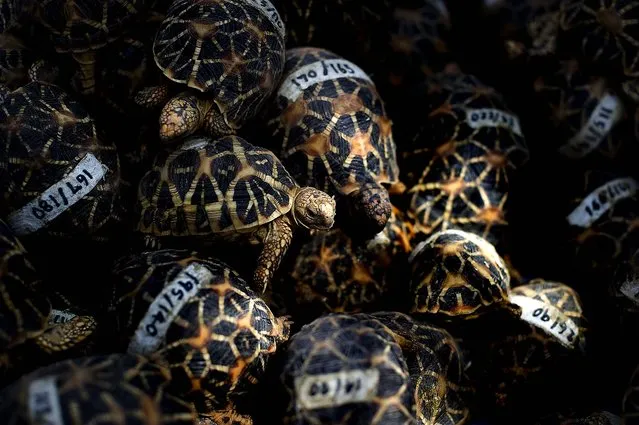 Seized endangered Star Tortoises lay in a box as they are shown to the media at the Thai customs office in Bangkok. (Photo by Nicolas Asfouri/AFP Photo)