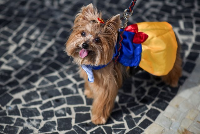 A dog wears a costume at the “Blocao” dog carnival parade, during pre-carnival festivities in Rio de Janeiro, Brazil, on February 4, 2024. (Photo by Tita Barros/Reuters)
