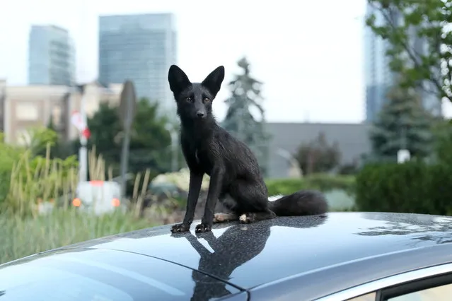 A rare young melanistic fox rests atop a Tesla Model S 100D near a condo development in west Toronto, Canada on August 25, 2020, after playing with its sister nearby. More commonly known as a silver fox, it is a genetic variant of the more common red fox. (Photo by Christopher Drost/Zuma Press/eyevine)