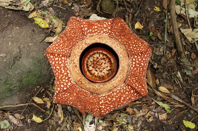 This general view shows a seven-petal giant flower “Rafflesia arnoldii” in Padang Guci, Bengkulu on Indonesia's Sumatra island on January 17, 2018. The giant flower “Rafflesia arnoldii”, named after British stateman Stamford Raffles and a British botanist Joseph Arnold, is a rare cabbage-like flower which normally has five flower petals, found mostly in the Sumatran rain forest. (Photo by Diva Marha/AFP Photo)