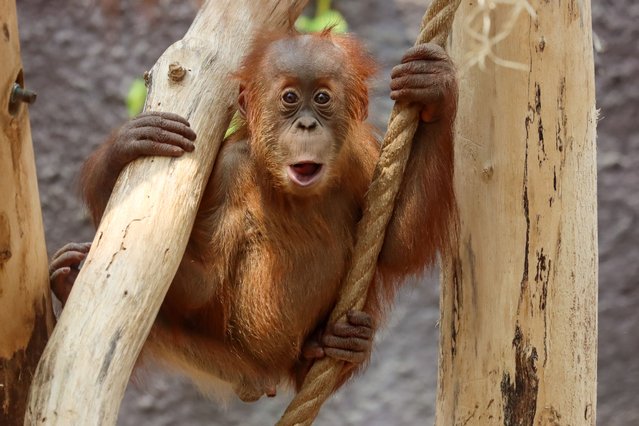 Hari, a one-year-old Sumatran orangutan, learns the ropes at Prague Zoo in the first decade of June 2025. (Photo by Lucie Stepnickova/Solent News & Photo Agency)