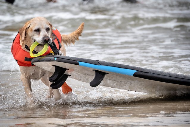 Labrador retriever Charlie pulls his surfboard after competing in the annual Incredible Dog Challenge western regional surfing competition in Huntington Beach, Calif., Friday, June 20, 2025. (Photo by Richard Vogel/AP Photo)
