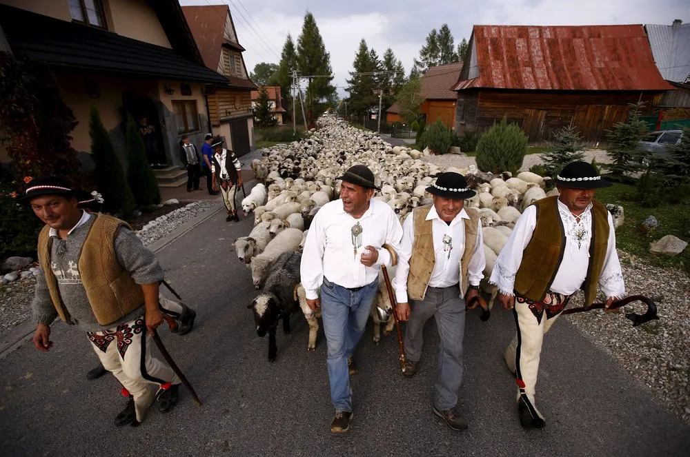 Traditional March of Highlanders with Flocks of Sheep in Poland