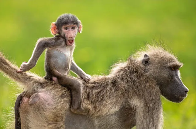 A baby baboon appears to ride its mother like a horse at the Chobe River, in The Chobe National Park, Botswana, Southern Africa in January 2023. Young monkeys often ride on their parent's backs, like this Chacma baboon, for protection. (Photo by William Steel/Solent News & Photo Agency)