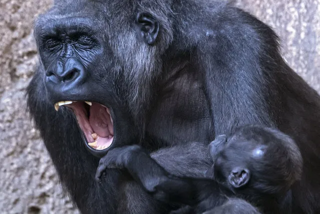 Baby gorilla Kio and his mother Kumili yawn at the zoo in Leipzig, Germany, Wednesday, February 7, 2018. (Photo by Jens Meyer/AP Photo)