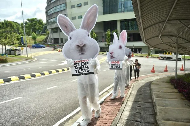 Animal rights activists dressed up as rabbit carry signs that read “Ajinomoto Stop Animal Testing” as they protest outside Ajinomoto headquarters in Kuala Lumpur on January 20, 2023, ahead of Lunar New Year. Activists call for the end of Japanese food company testing on rabbits, dogs, pigs and other animals. (Photo by Arif Kartono/AFP Photo)