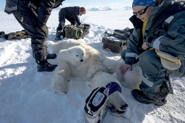 French spatial scientist Marie-Anne Blanchet examines bear cubs before taking adipose tissue biopsies and blood samples from their sedated mother, in eastern Spitzbergen, in the Svalbard archipelago, on April 6, 2025. The Norwegian Polar Institute, an Arctic research organisation, organised a five-week expedition aboard the high-tech research vessel and icebreaker Kronprins Haakon to collect adipose tissue biopsies and blood samples from polar bears in order to study the impact of pollutants on their health. (Photo by Olivier Morin/AFP Photo)