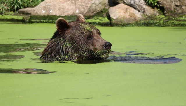 A bear cools down in a pond during the ongoing heatwave at the zoo in Berlin, Germany, on August 14, 2025. (Photo by Liesa Johannssen/Reuters)