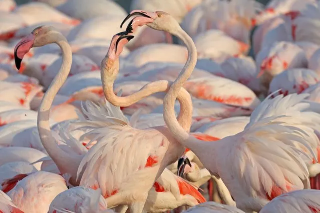 A flamboyance of flamingos gather at the Ras al-Khor wildlife sanctuary in Dubai, on February 7, 2023. (Photo by Giuseppe Cacace/AFP Photo)