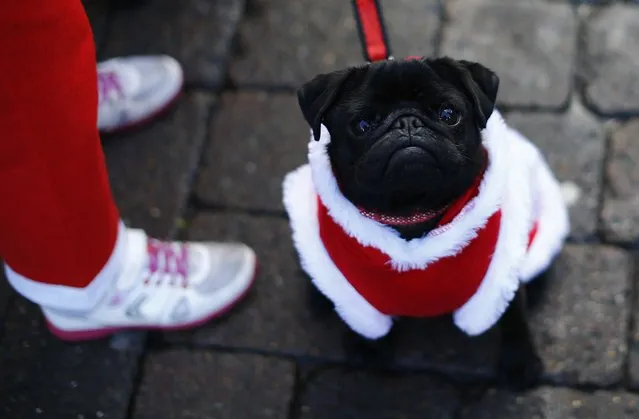 A dog sits with a competitor dressed as Santa Claus before an annual charity Santa fun run in Loughborough, central England December 7, 2014. (Photo by Darren Staples/Reuters)