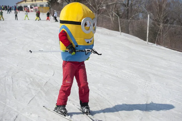 A man wearing a minions costume skis during the Naked Pig Skiing Carnival at the Yabuli Ski Resort on March 24, 2018 in Harbin of Heilongjiang Province, northeast China. (Photo by Tao Zhang/Getty Images)