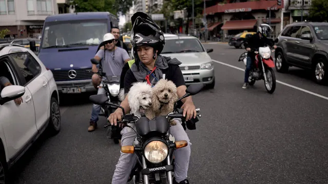 A man sits at a traffic light with two toy poodles on his motorcycle in Buenos Aires, Argentina, Saturday, April 21, 2018. (Photo by Victor R. Caivano/AP Photo)