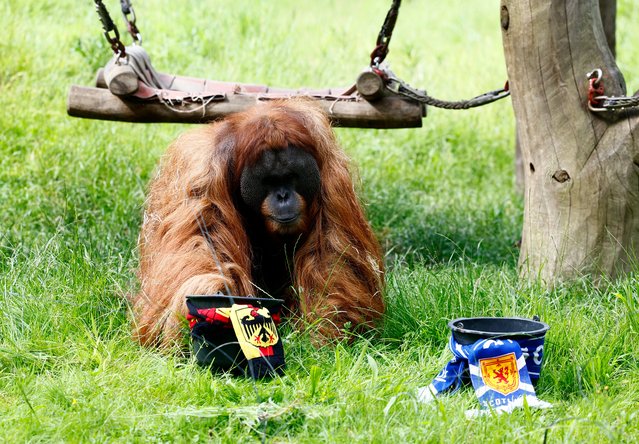 Orangutan oracle Walter places his tip ahead of the opening football match between Germany and Scotland of the UEFA Euro 2024 football Championship at the zoo of Dortmund on June 13, 2024. (Photo by Leon Kuegeler/Reuters)