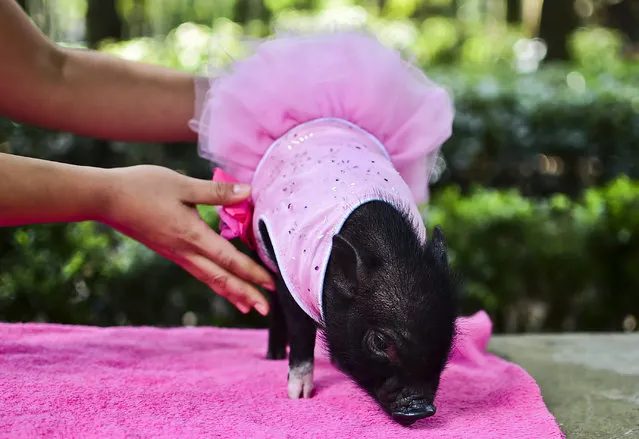 A pig is seen at a park in Mexico City on October 15, 2015. At first glance they might seem like small pudgy dogs, but they are really mini pigs being walked, the latest pet fashion and status symbol in Mexico City. (Photo by Ronaldo Schemidt/AFP Photo)