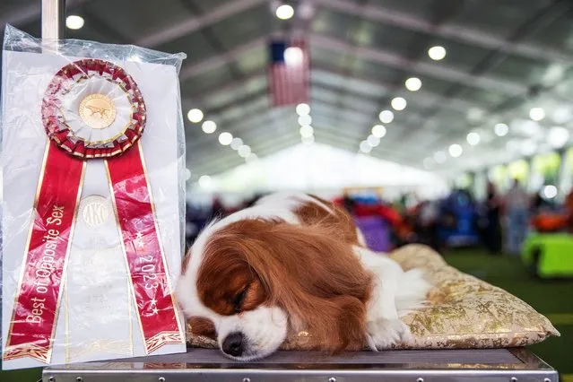 Halle, a Cavalier King Charles Spaniel, rests after winning the Best of Opposite Sеx during the 147th Westminster Kennel Club Dog Show at the USTA Billie Jean King National Tennis Center in New York, U.S., May 8, 2023. (Photo by Eduardo Munoz/Reuters)