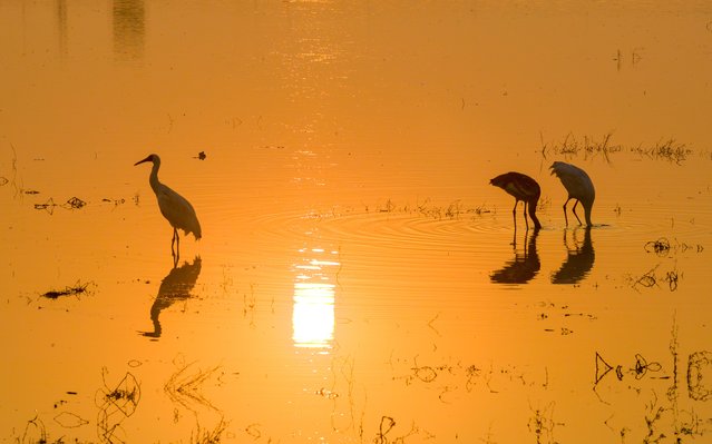 Migratory birds spend winter time at Poyang Lake on December 6, 2025 in Jiujiang, Jiangxi Province of China. (Photo by Rao Yi/VCG via Getty Images)