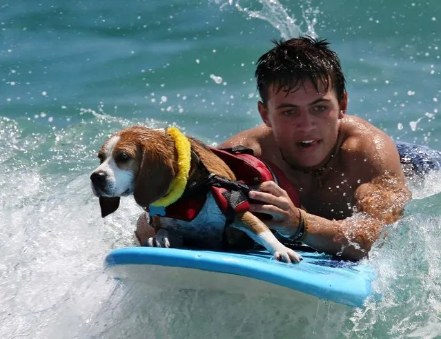 Volunteer Cory Surette of Jupiter Farms surfs with Emmet, a beagle, during the dog surfing competition. (Photo by Taylor Jones/The Palm Beach Post)