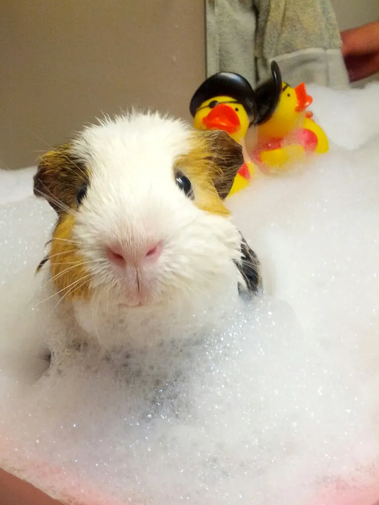 “Life in Guinea Pig Land”