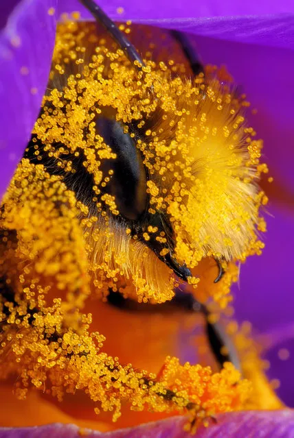 Bee. (Photo by Boris Godfroid)
