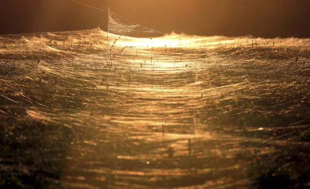 Thousands of spider webs stretch across fields of grass at sunset on a farm in Nugee in the Victorian High Country, 147 kilometers (91 miles) southeast of Melbourne, Australia, Thursday, May 8, 2014. (Photo by Rob Griffith/AP Photo)